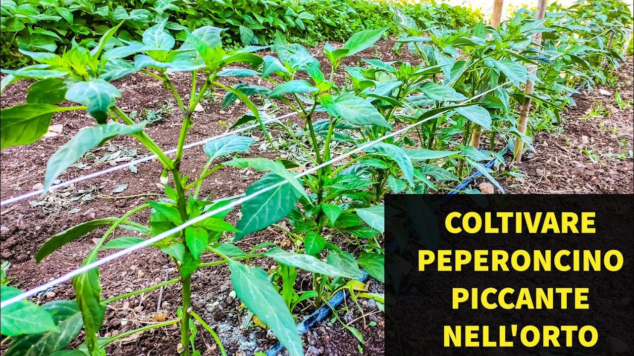 Come Coltivare Peperoncino Piccante nell' Orto