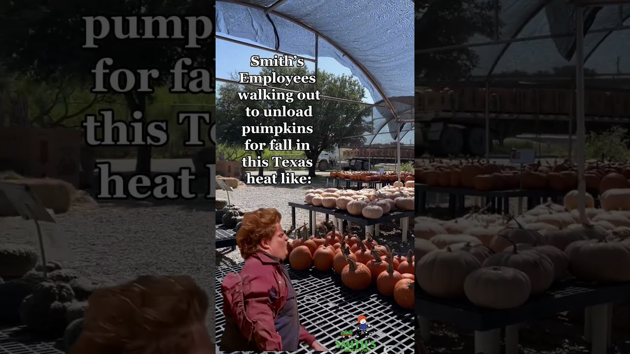 Unloading Pumpkins In Texas