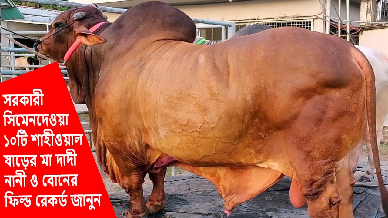 সিমেন দেওয়া সরকারী ১০টি শাহীওয়াল ষাড়ের রেকর্ড জানুন | Shahiwal semen Bull | Bayezid Moral