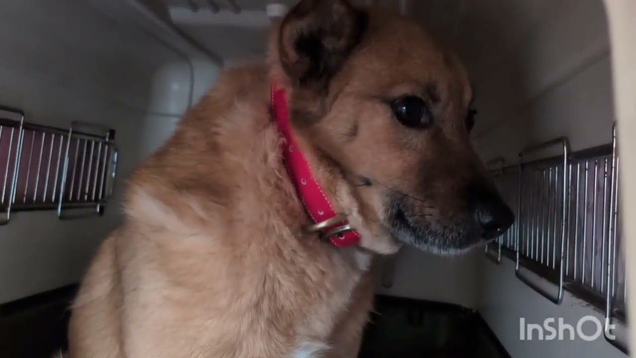 保護犬達のオヤツタイム🐶🐶🐶