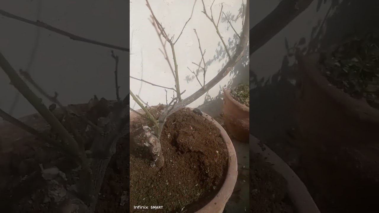 Summer se pehle lemon plant pe Kam kar len