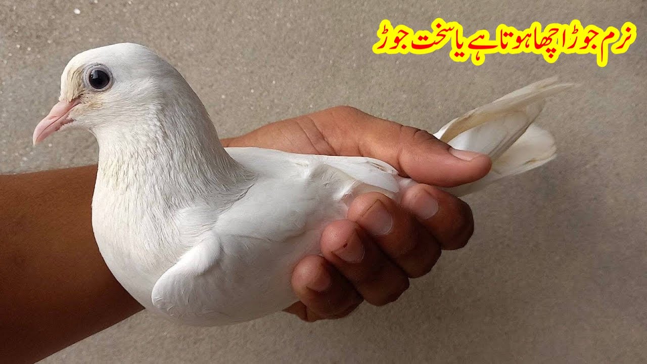 Kabootar Ka Narm Jore Acha Hota Hai Ya Sakht Jore || Afzaal Pigeons