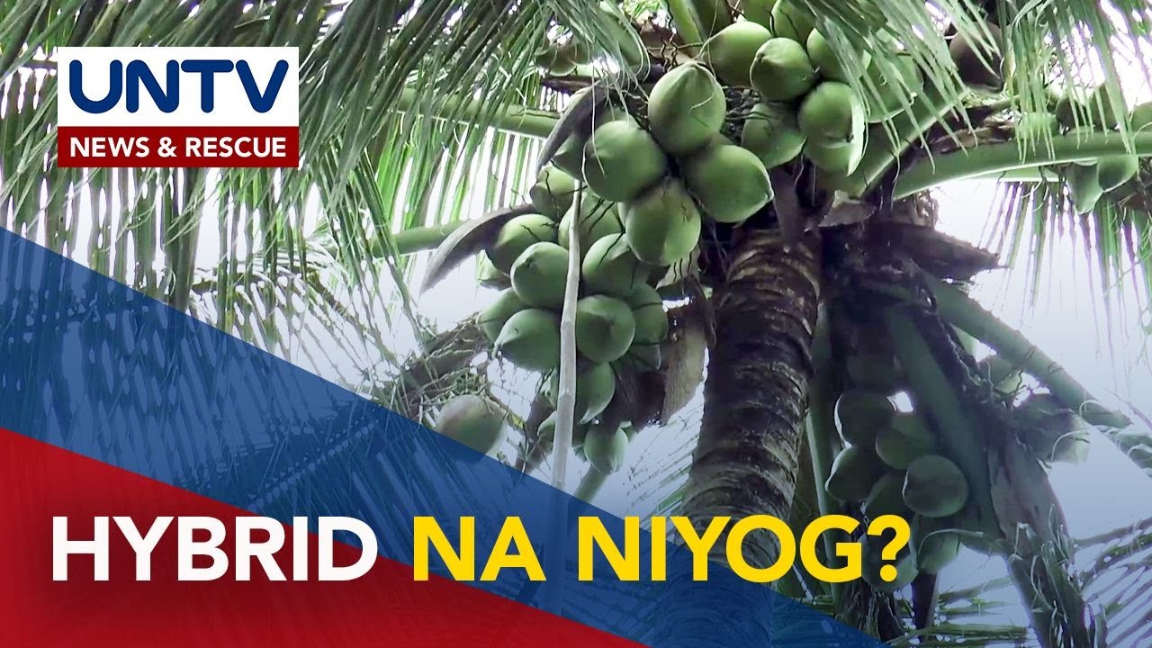 Hybridization program, magpapataas ng coconut production