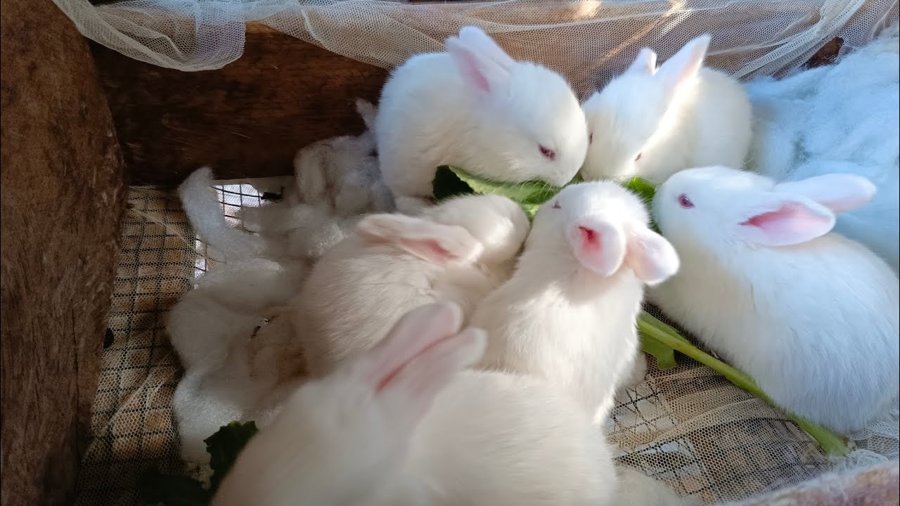3-недельные кролики🐇🐰, продаю, напишите мне на почту #кролики