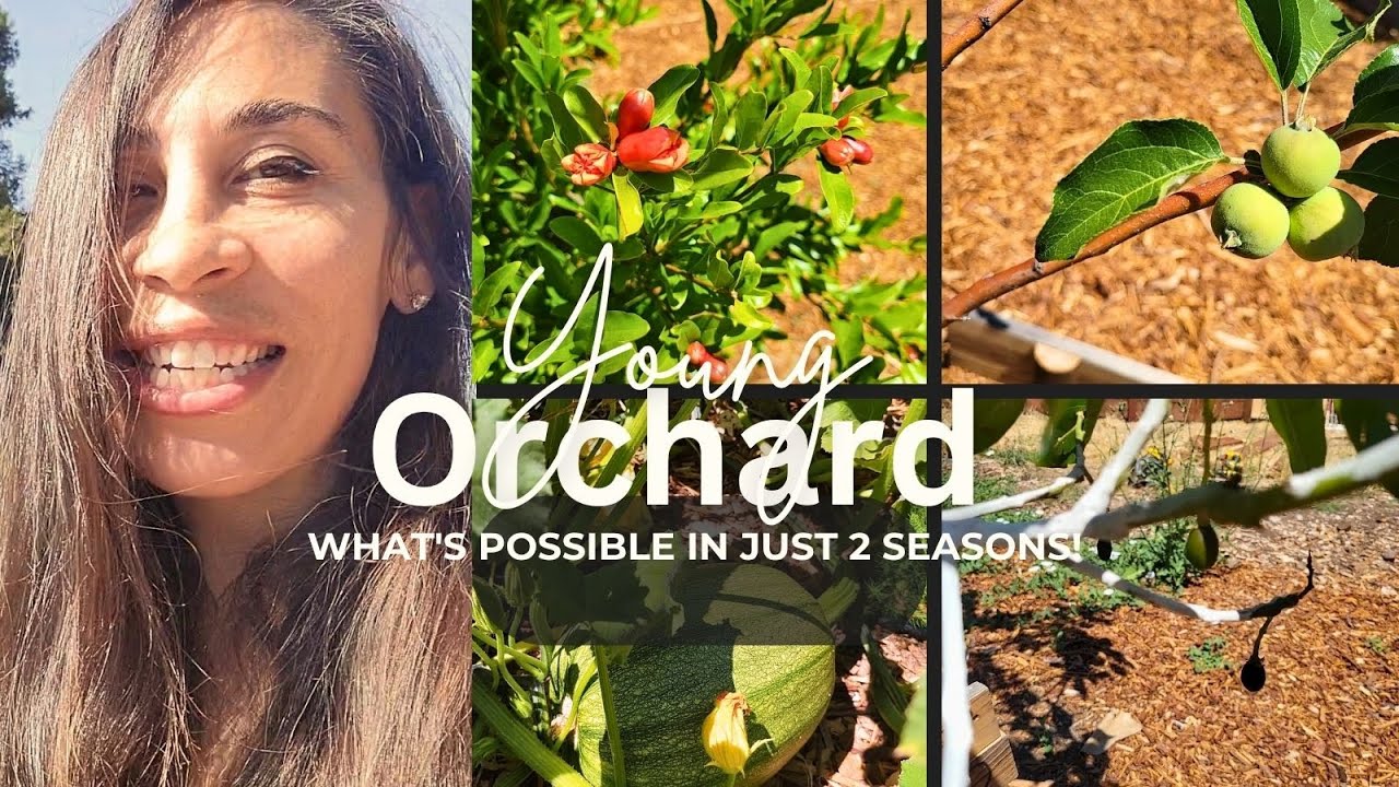 June Orchard Tour! || Northern California zone 9b
