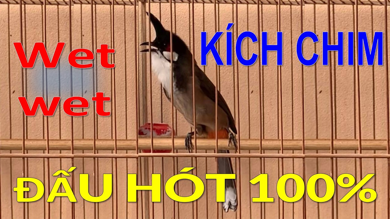 Chào mào luyện giọng hót hay | luyện chào mào bổi hót sáng.kích chào mào yếu lửa ra âm. นกปรอดหัวโขน