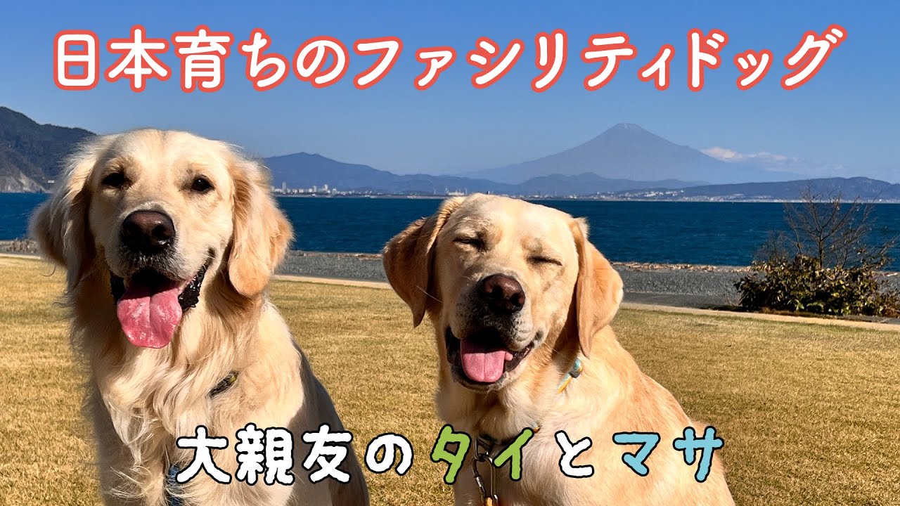国内初！日本育ちのファシリティドッグ育成のおはなし🦮｜PECO