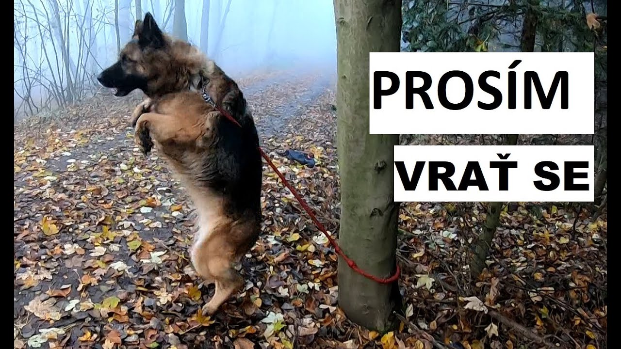 Přivázali psa v lese a ujeli