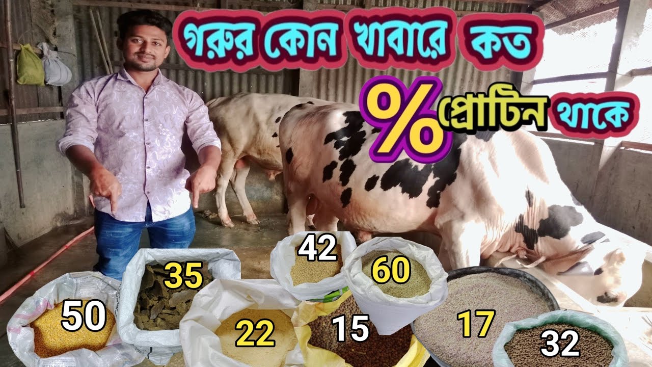 গরুর কোন খাবারে কত % প্রোটিন তাকে ❓প্রোটিন জাতীয় খাবারের তালিকা 🐄  গরুকে সঠিক খাদ্য দিতে পারবেন 🐄