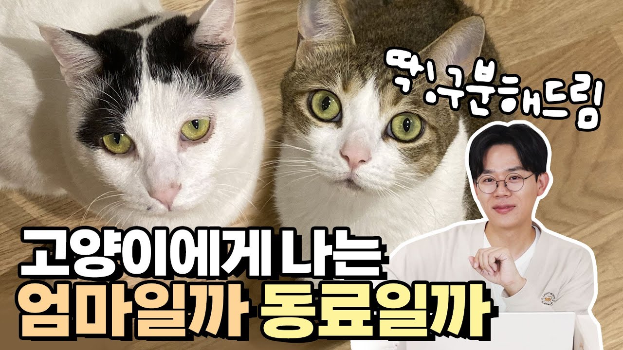 고양이가 나를 엄마로 생각할 때와 동료로 생각할 때의 결정적인 차이