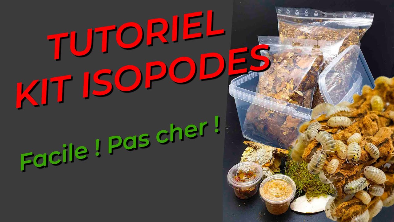 Tutoriel kit isopodes Manti'Bulle