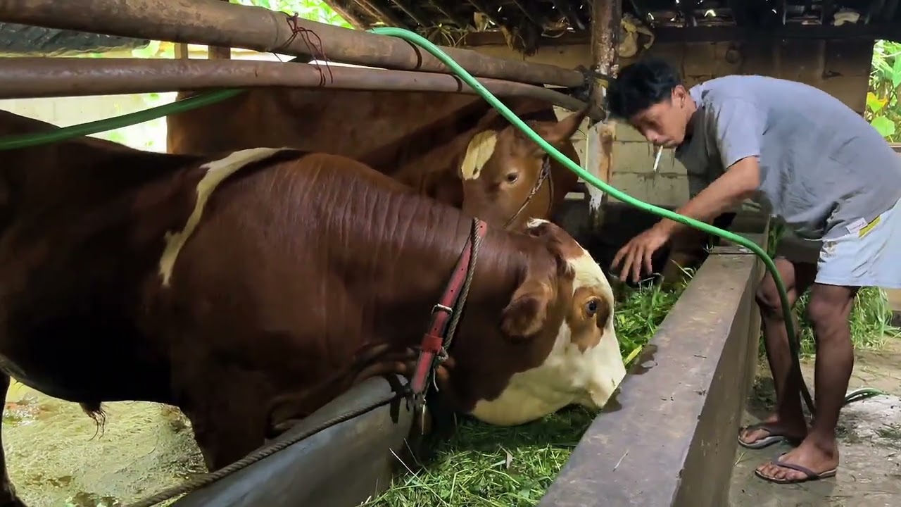 Beginilah Cara Orang Kampung Merawat Sapi Limosin