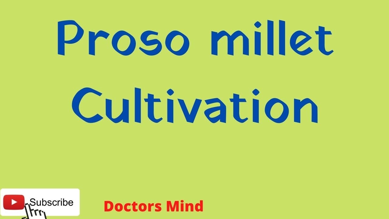 Proso millet cultivation #Doctors_Mind