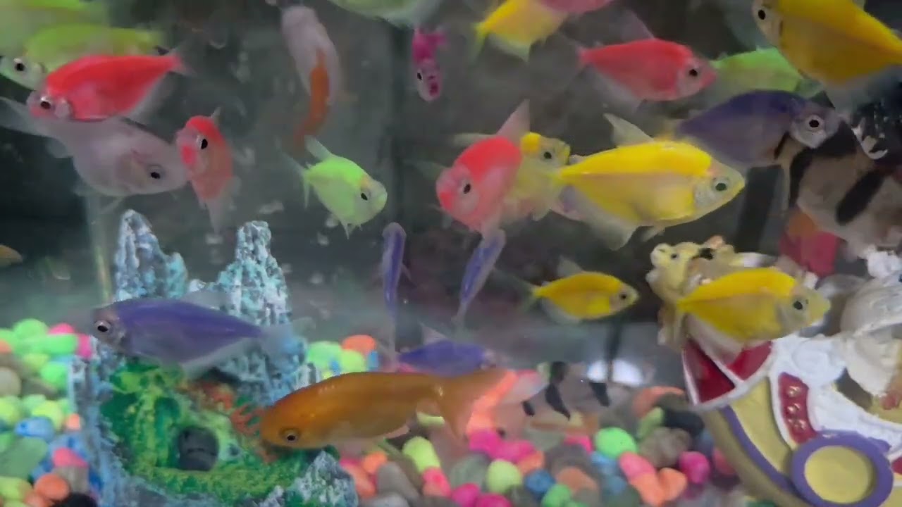 Finding Nimo Fish