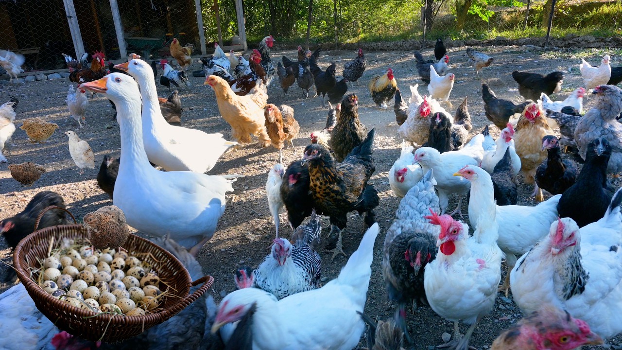 КОЛЛЕКЦИЯ ФАРИЧЕСКИХ ИСПРАВЛЕНИЙ И ОРГАННЫЕ ПЕРЕВОДНЫЕ ЯВС