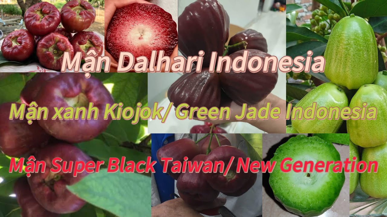 Vlog#116: Giới thiệu 3 giống mận nổi tiếng Dalhari, Kiojok, Super Black Taiwan đã có tại Viet Garden