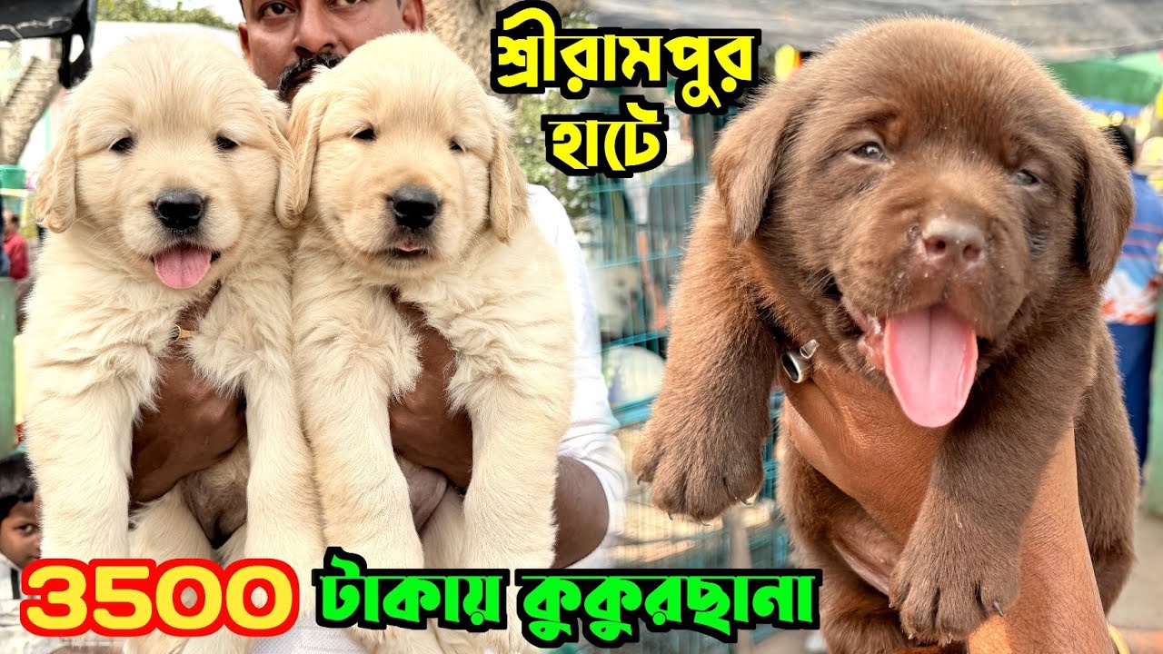 Pet Market in Kolkata. Serampore Pet Market. Dog Market in Kolkata Price.
