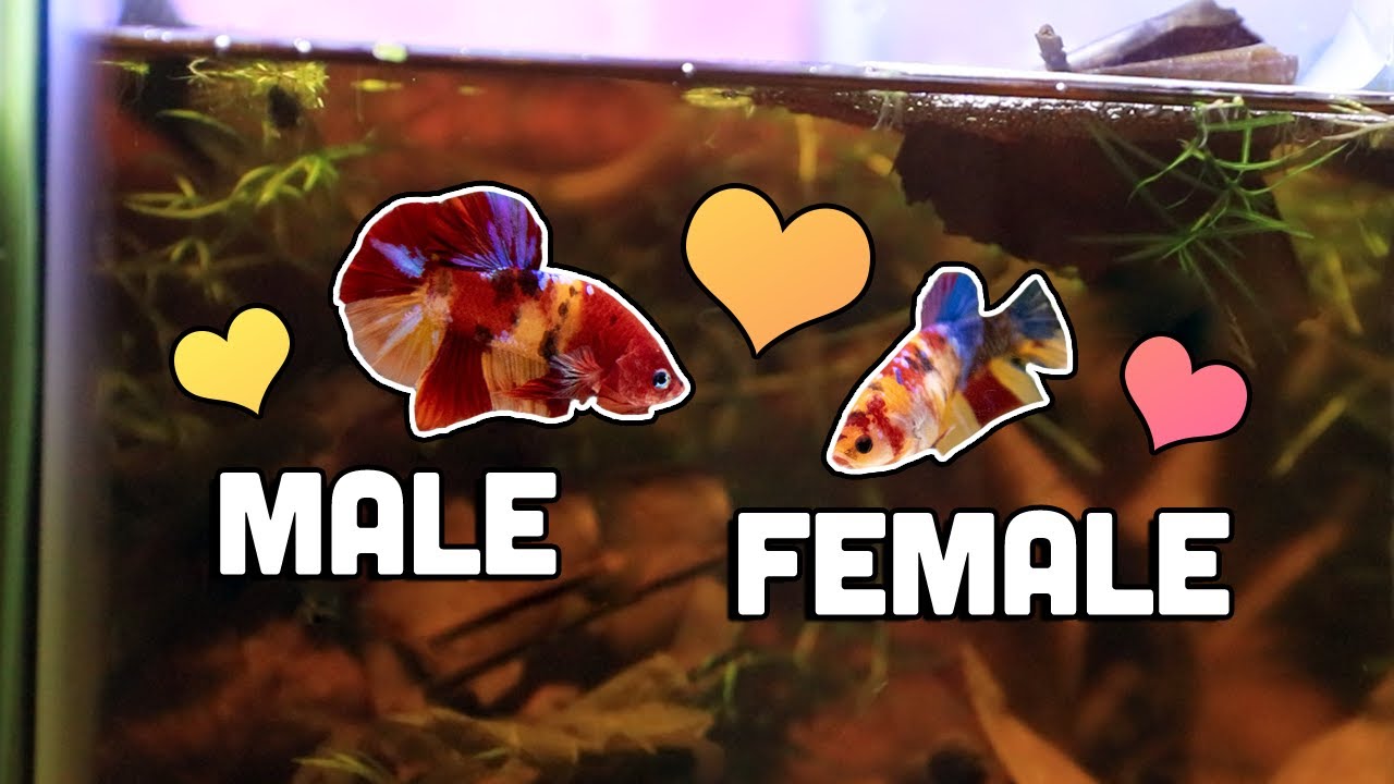 Betta Fish Courtship Phase ❤ Introducing the male betta to female betta