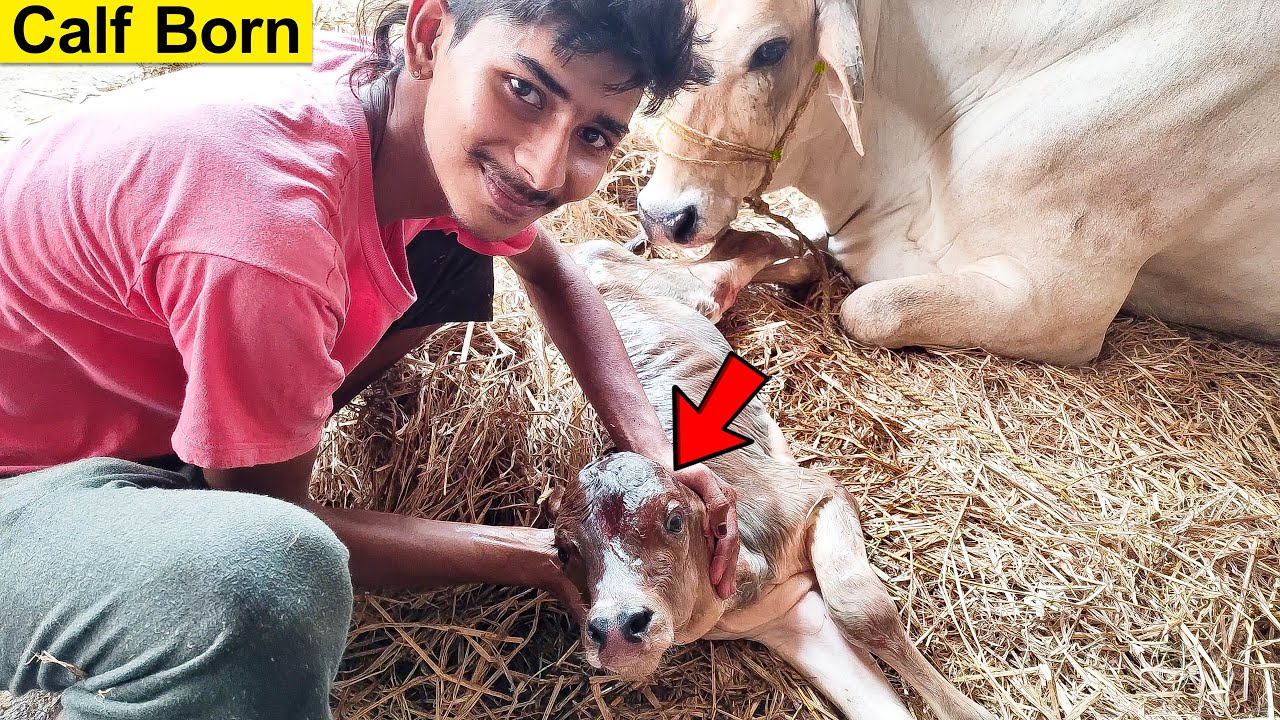 Calf Born | Cow Giving Birth To Lovely Female Calf | Cow Delivery | Beautiful Cow & Calf