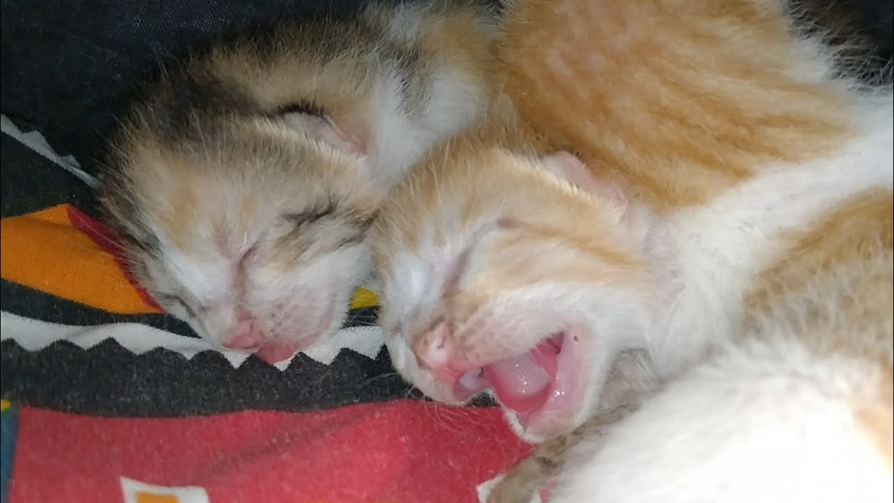 Newborn Kittens Can Sense Stranger Around Them And Start Hissing