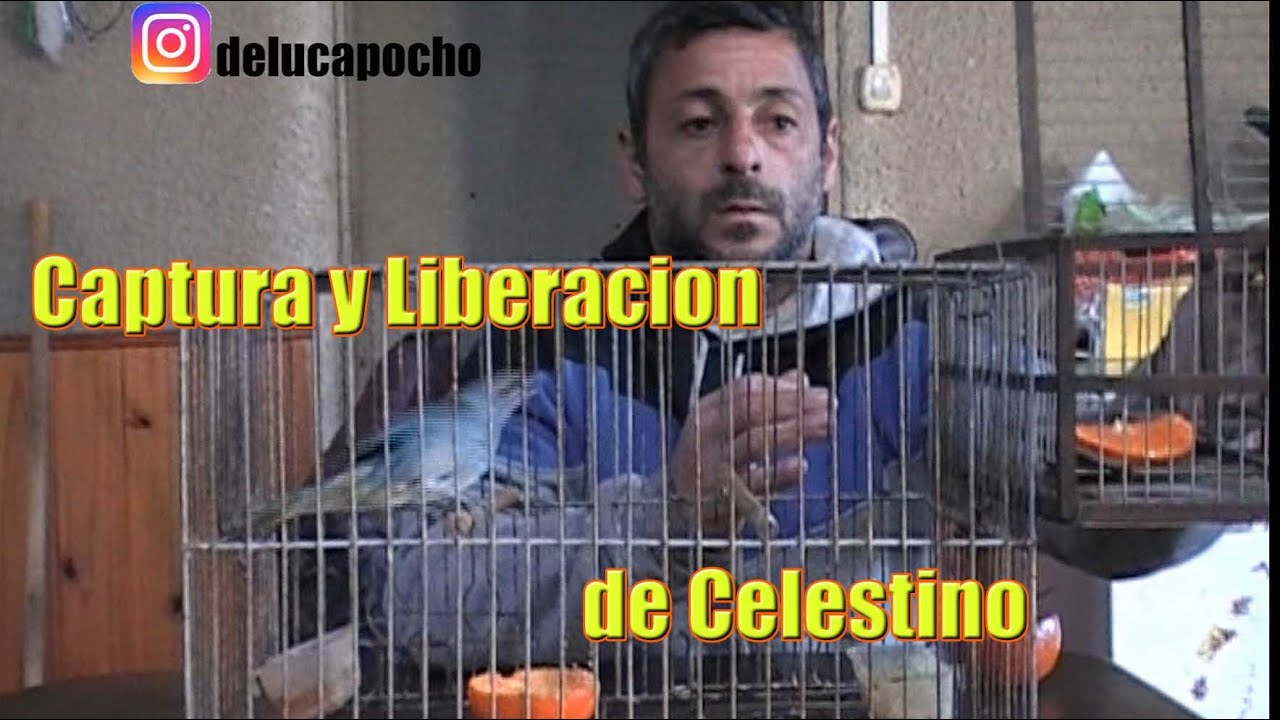 captura y liberación de celestino