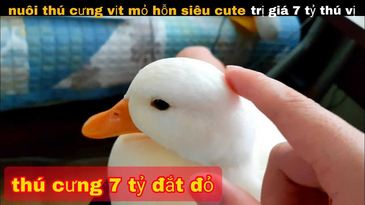 Th&iacute; nghiệm Cho B&agrave;y Kiến Lửa 1 triệu con Ăn Thịt || review giải tr&iacute; đời sống