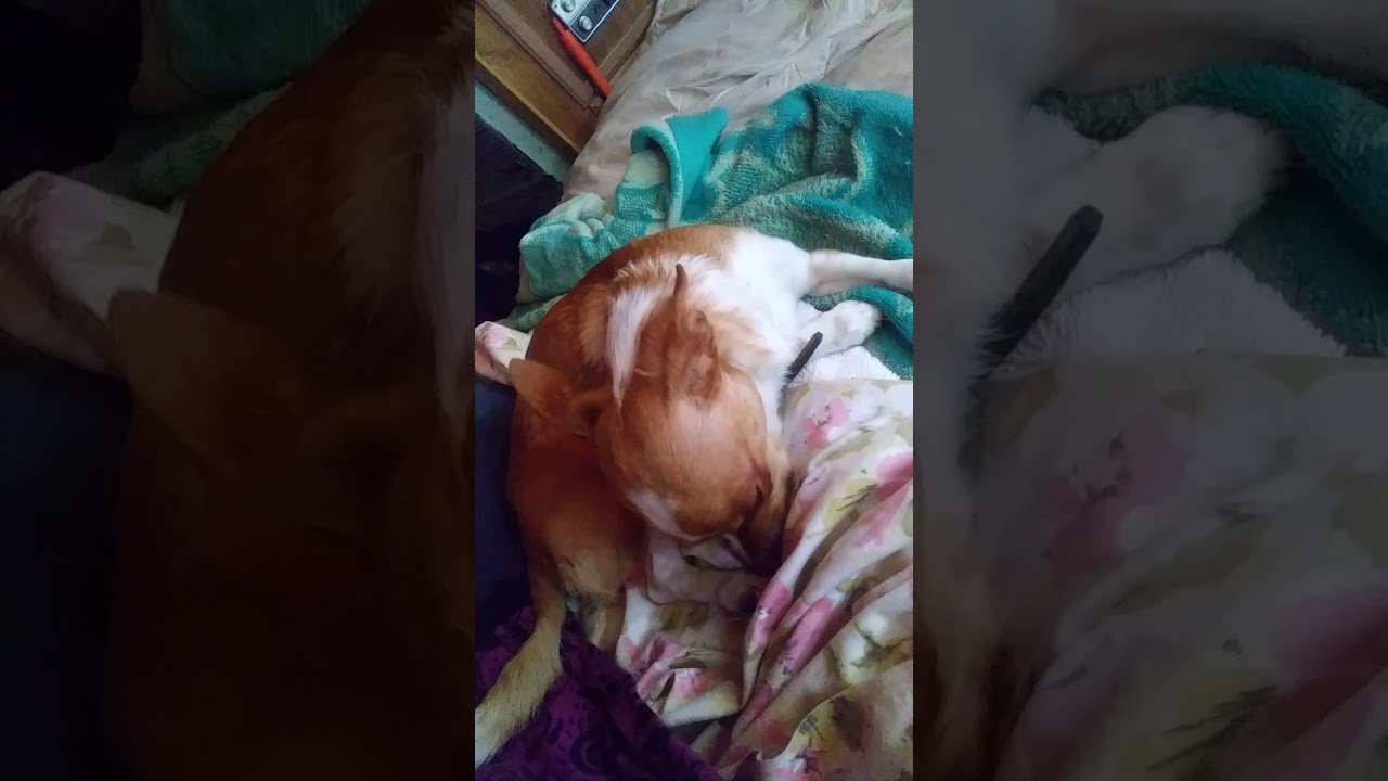 Does Anyone Else's Dog Smash Their Face, Mouth Wide Open, Into The Bed??