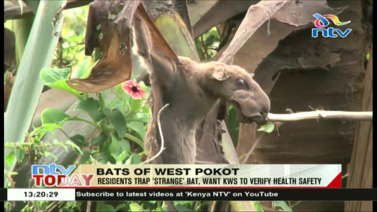West Pokot residents trap ‘strange’ bat, want KWS to verify health safety