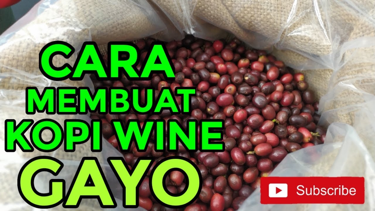 Cara Proses Fermentasi Kopi Wine Arabika Gayo