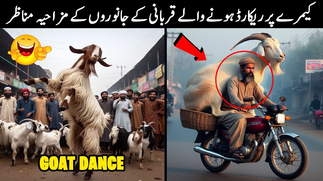 20 Funny Moments Of Qurbani Animals
