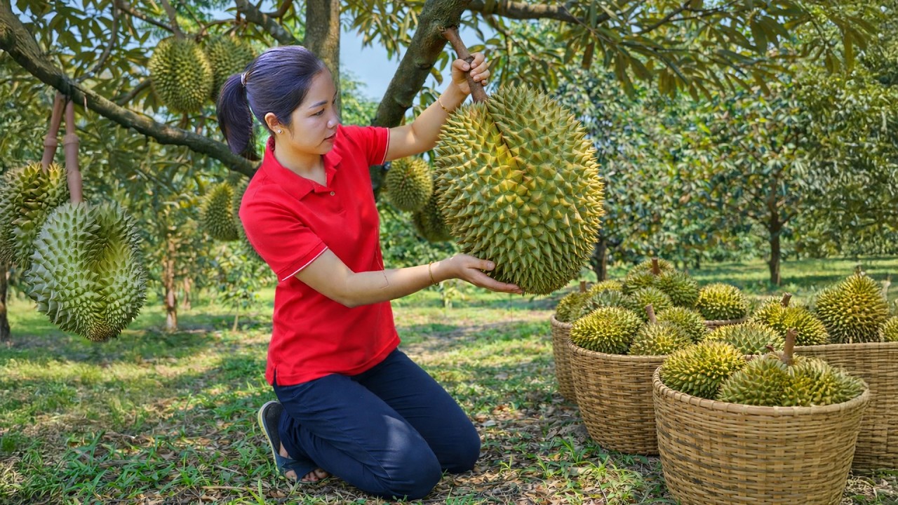 Harvesting 1000 + Kg Sweet And Delicious Tropical Durian To Sell At Market | Tieu Ca Free Bushcraft