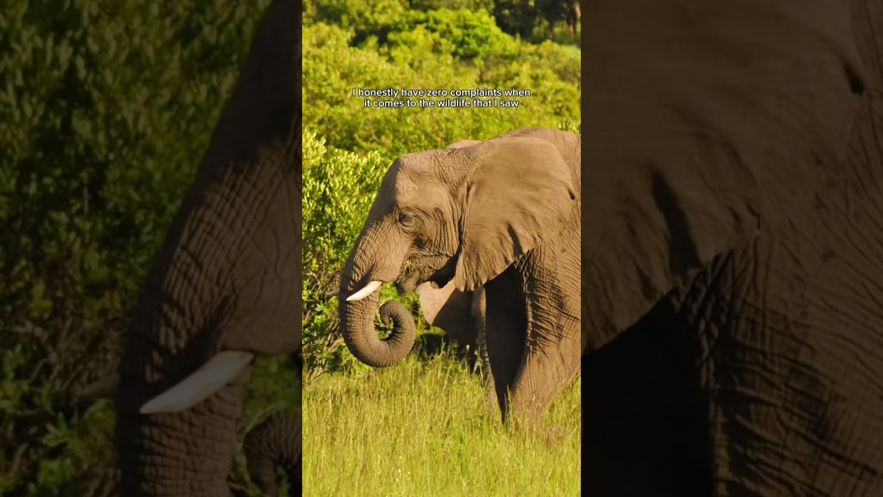 #kenya #kenyatravel #travel #travelkenya #travelafrica #visitkenya  #shorts #kenyasafari