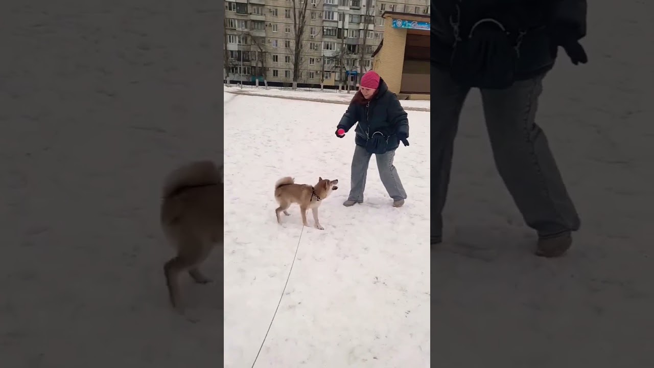 ОТОБРАЛИ МЯЧ #shiba #самурай #сибаину #shibainu #dog #тоши #хитоши #котики #акитаину #акита #хатико