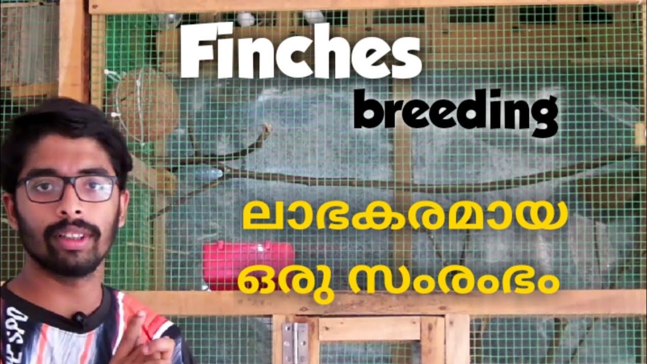 finches breeding | തുടങ്ങാം ഒരു ചെറിയ സംരംഭം