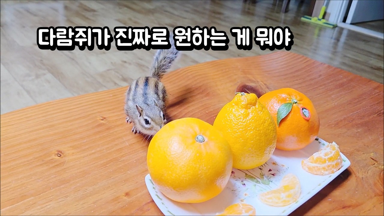 다람쥐가 진짜로 원하는 게 뭐야