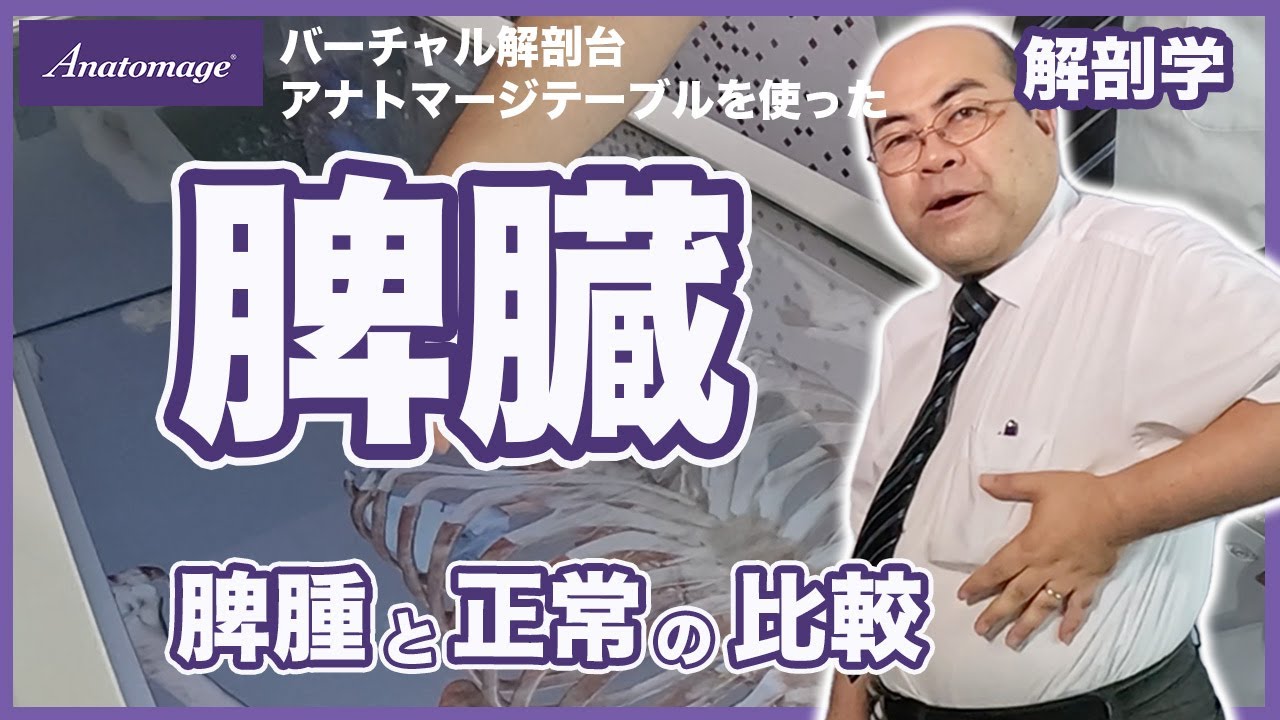【解剖学 脾臓：脾腫と正常の比較】バーチャル解剖台 アナトマージテーブルを使った解剖学