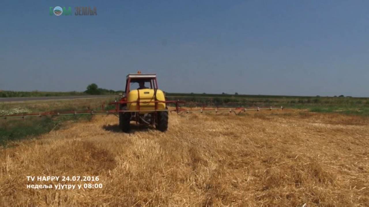 Pravo vreme za prskanje totalom je sada  - objasnjenje tehnologa zasto Glifosav