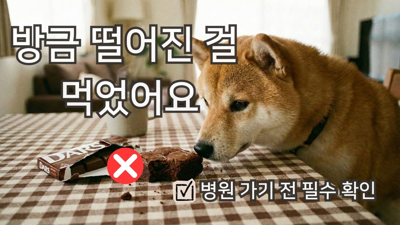 우리가 즐기는 달콤함, 강아지 심장은 멈출 수 있어요 🍫 (초콜릿 치사량/증상/응급처치)
