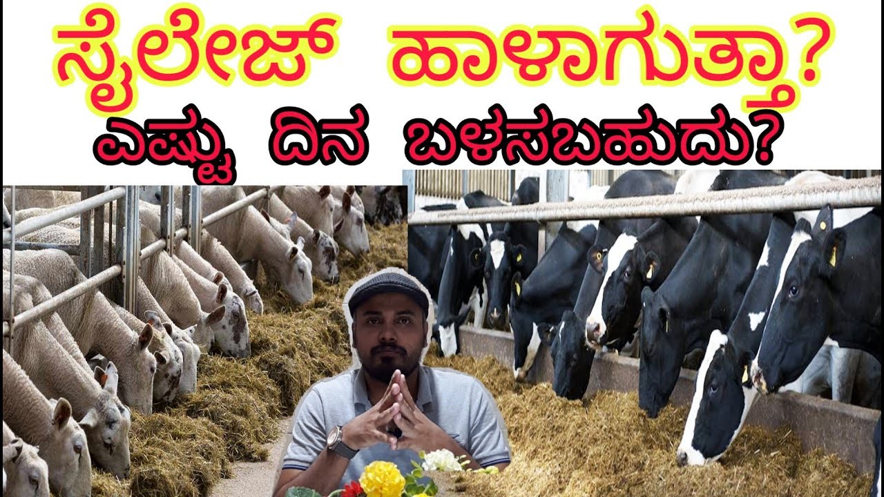 ಸೈಲೇಜ್ ಬಗೆ ಮಹತ್ವದ ಮಾಹಿತಿ #SilageInKannada#natureLive#karnataka