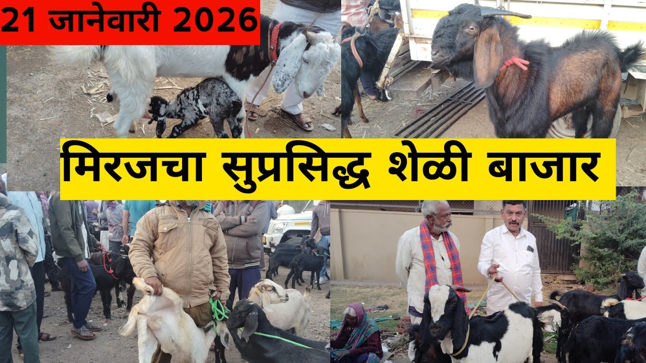 मिरज शेळी बाजार | 21/01/2026 | मिरज बाजार | मिरज बोकड बाजार