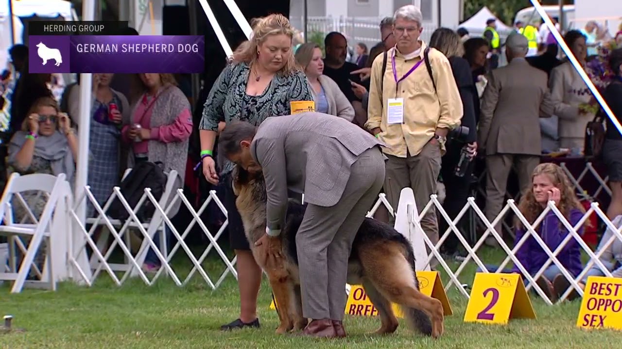German Shepherd Dogs |  Breed Judging 2021
