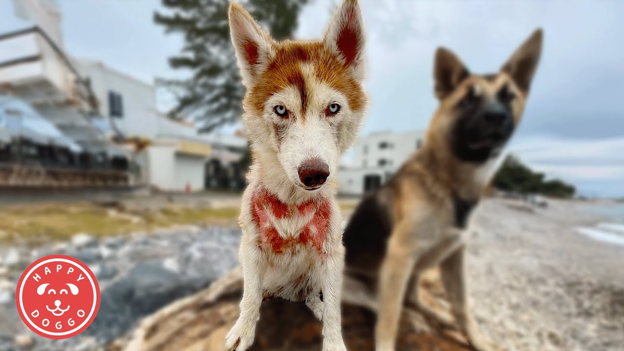 The Husky Who Led Us to Something Bigger