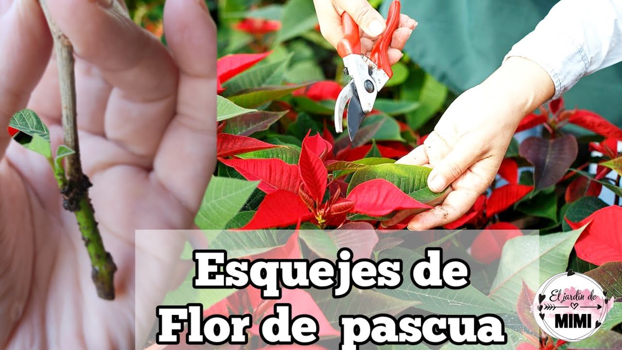 Cómo reproducir la flor de pascua | fácil y rápido 🌿❤️