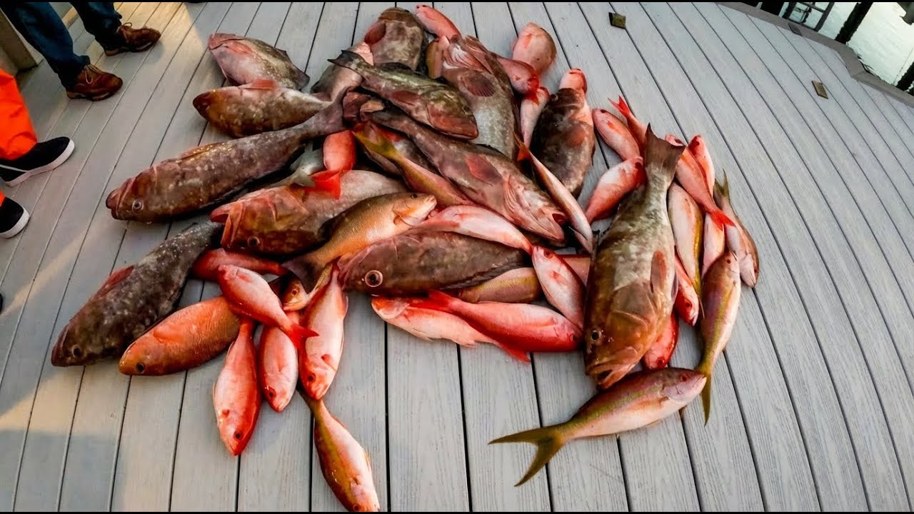 The Most Popular Saltwater Fish in the Gulf (Red Grouper Catch & Cook)