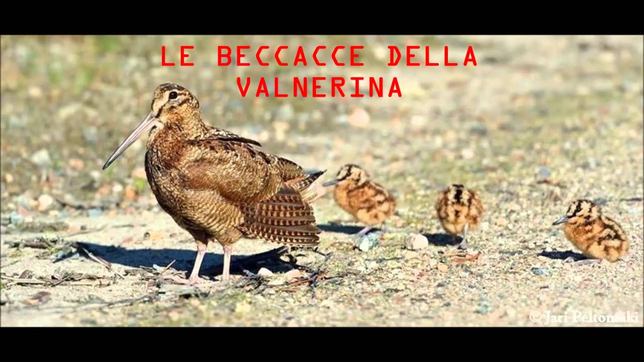 LE BECCACCE DELLA VALNERINA