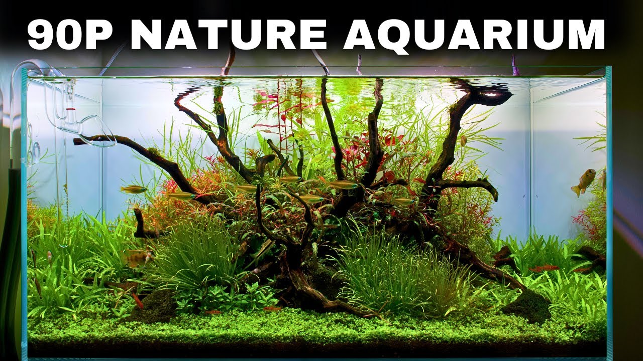 The ScaperLine 90: EPIC Step By Step 3ft Aquascape Tutorial