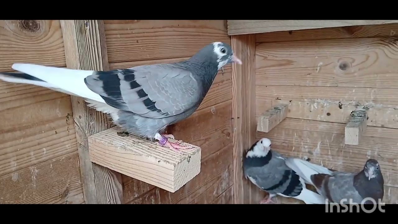 BIRMINGHAM ROLLER PIGEONS  CATCH UP #georgemason #birmingham_rolling_pigeons #pigeonbreeds #birds 