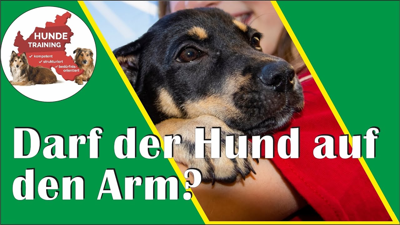 Darf oder sollte man k(l)eine Hunde hochheben? Und was sollte dabei beachtet werden?