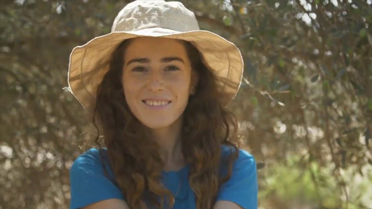 מסיק זיתים בעמק הצבאים