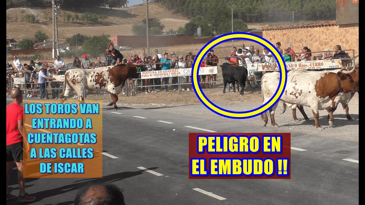 Iscar (Va). 2º Encierro Campero. 